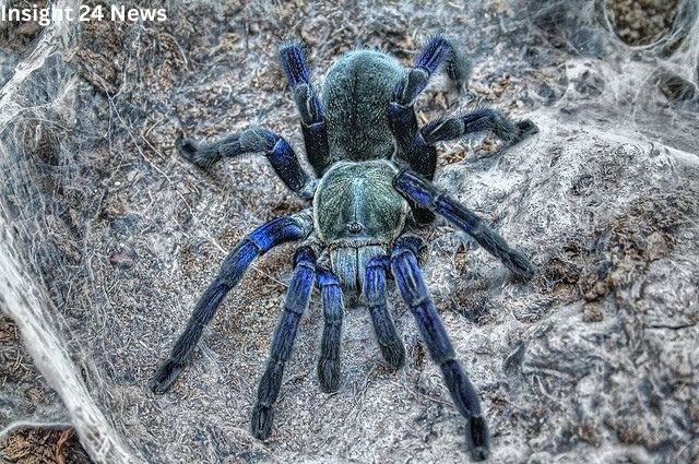 Cobalt Blue Tarantula